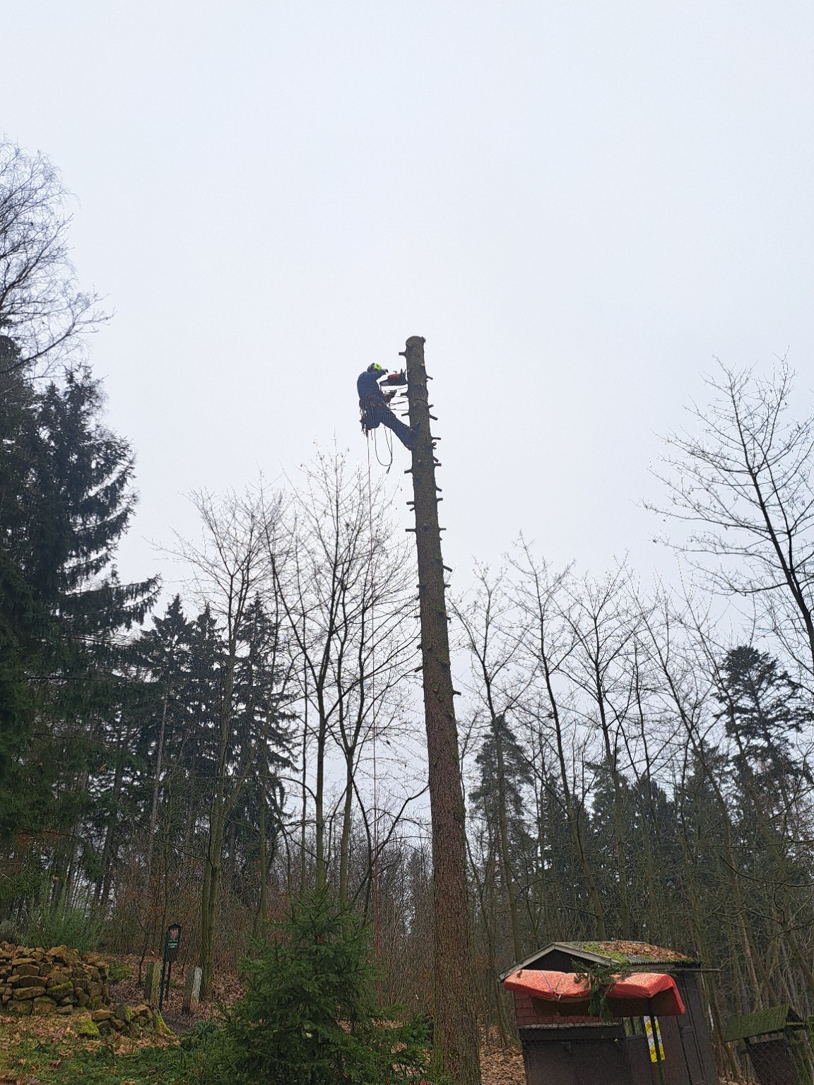 Postupné kácení stromu po částech v Českém ráji
